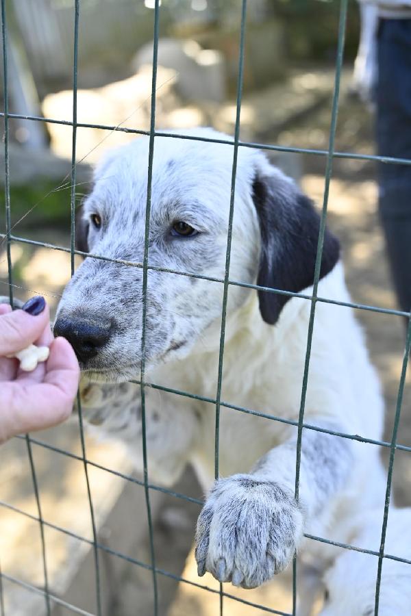 “Simone Cerca Casa: Un Cuore Grande In Un Corpo Piccolo”